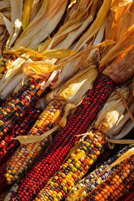 Seasonal indian corn