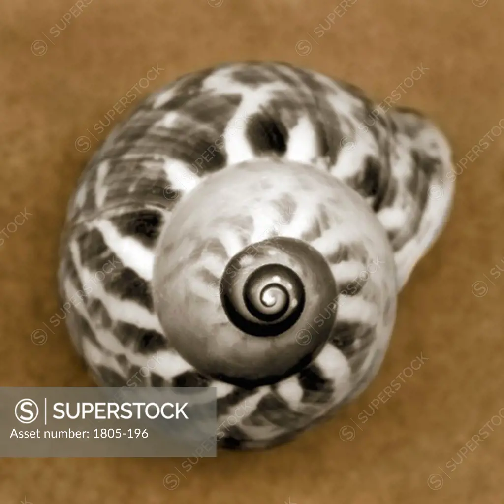 Tiger Snail by John Kuss, Photograph