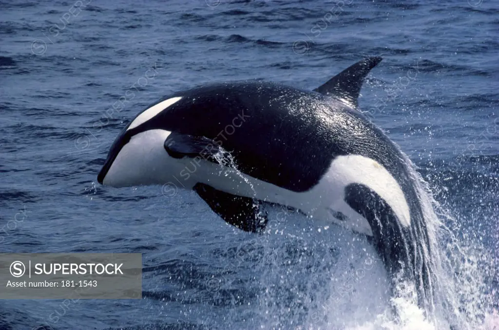 Killer WhaleOrcinus OrcaAtlantic Ocean