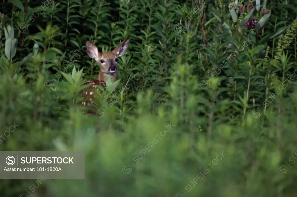 White-Tailed Fawn