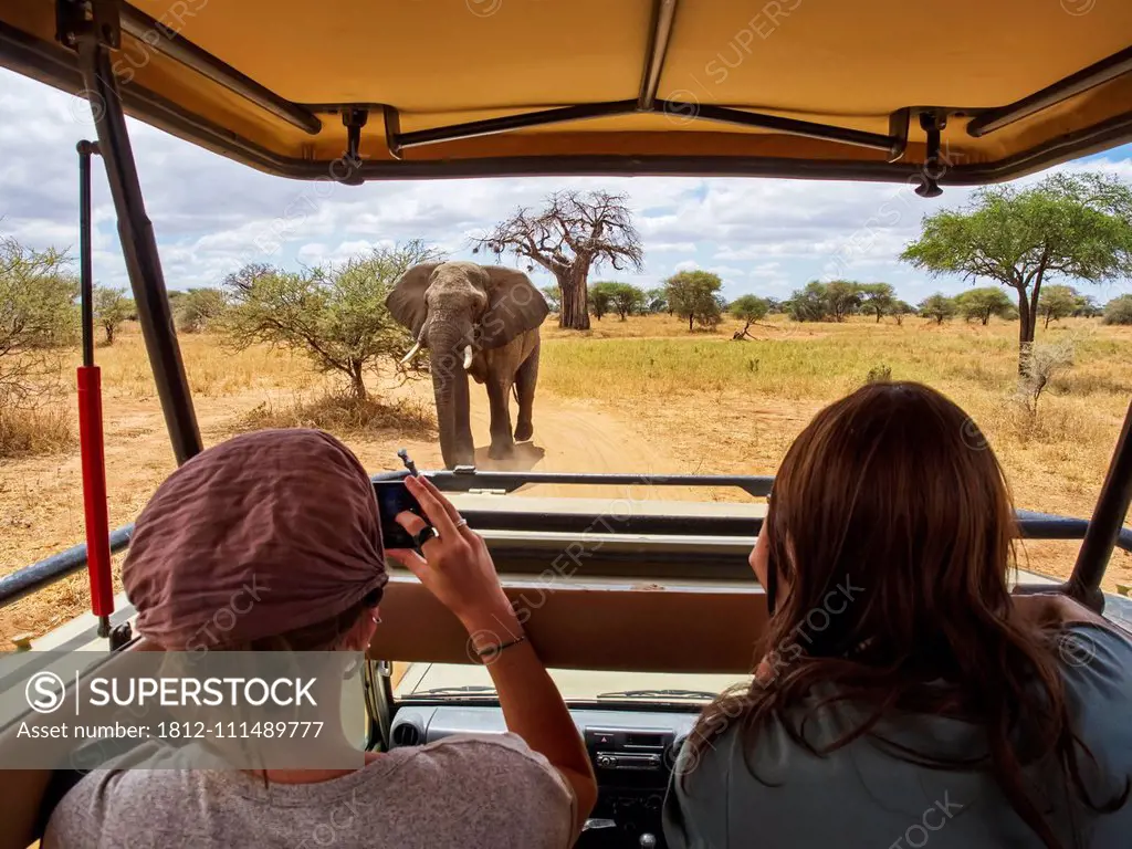 Female tourists view and photograph an African elephant (Loxodonta africana) while sitting in a vehicle on safari, Baobab tree (Andansonia digitata) i...