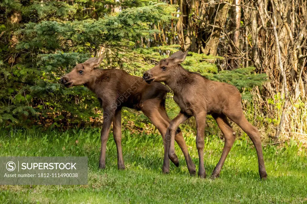 Moose calves (Alces alces), South-central Alaska; Anchorage, Alaska, United States of America