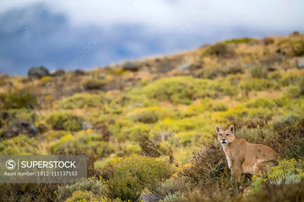 Puma walking through the landscape in Southern Chile; Chile