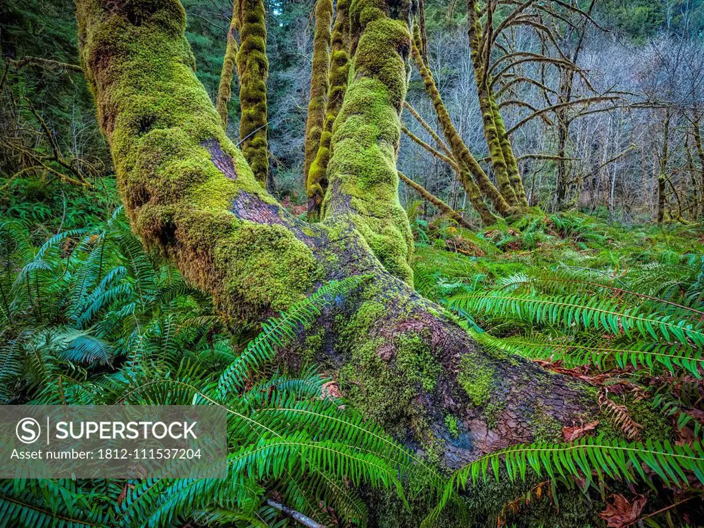 Forests and trees of the Redwood forest in Northern California. The latin name is Sequoioideae and are largely thought to be the tallest trees in the ...