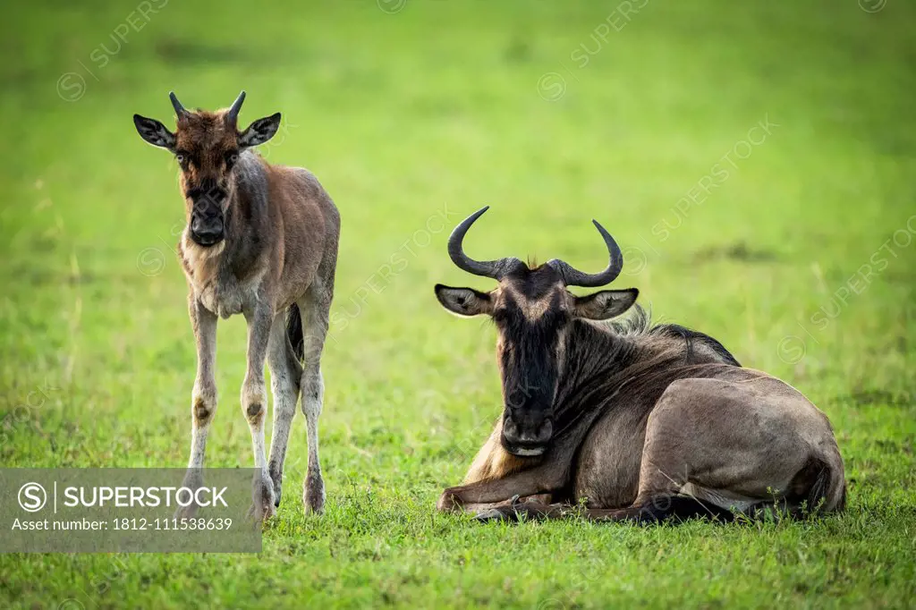 Blue wildebeest (Connochaetes taurinus) mother and calf eye camera, Klein's Camp, Serengeti National Park; Tanzania