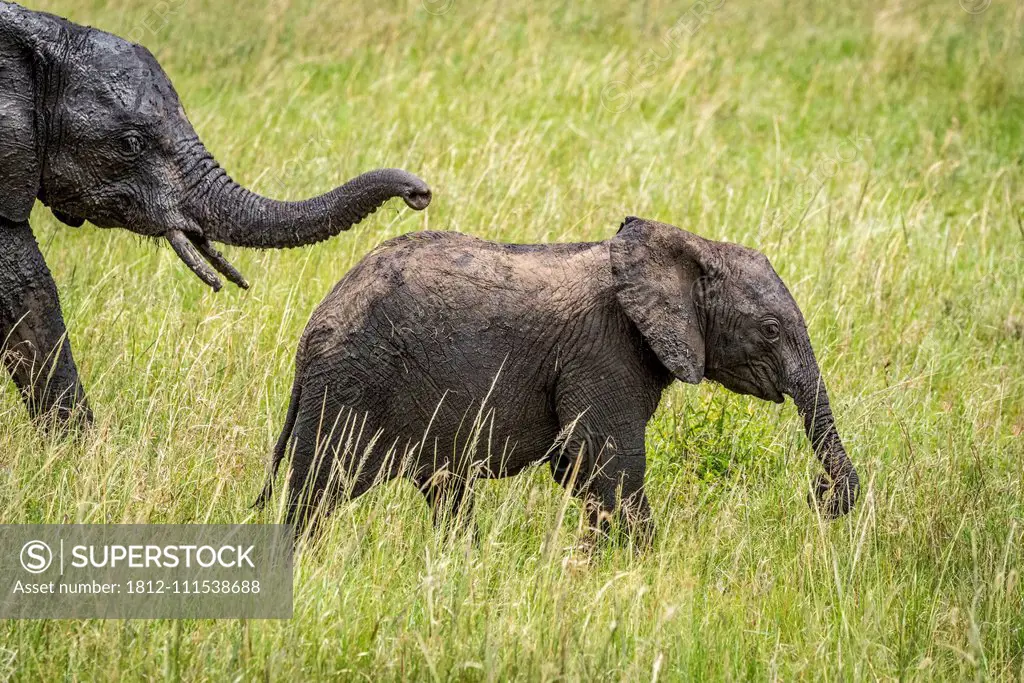 African bush elephant calf (Loxodonta africana) ahead of mother, Klein's camp, Serengeti National Park; Tanzania