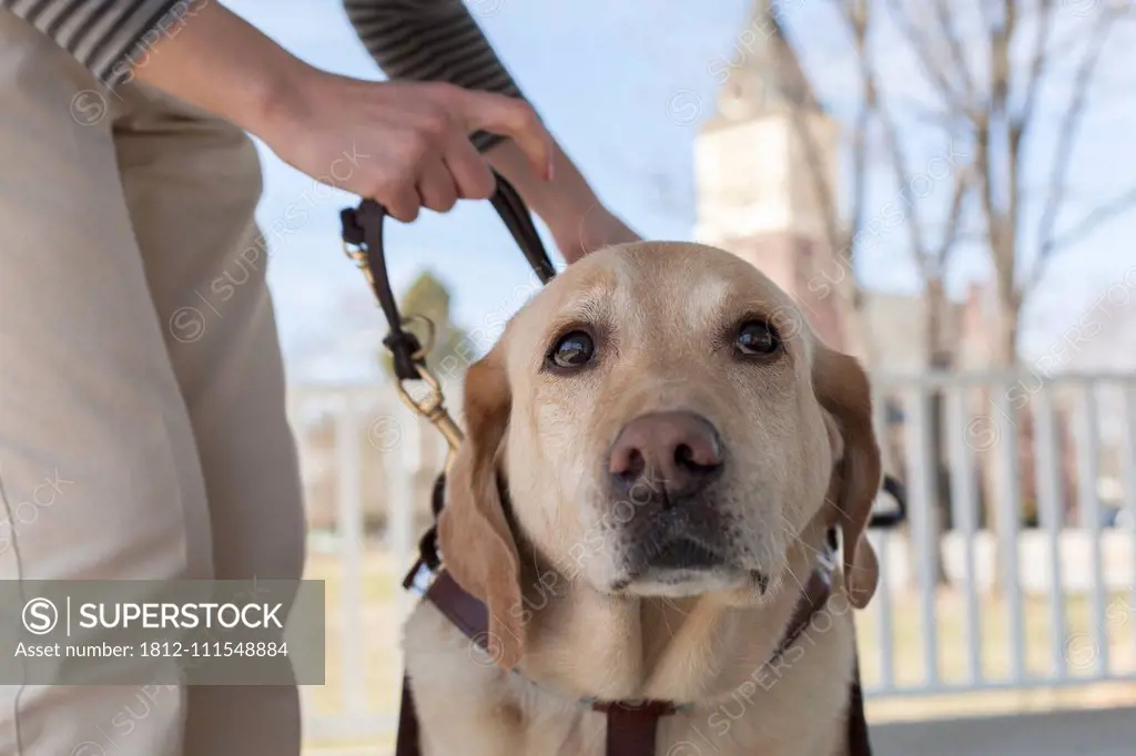 Service dog in his harness with owner