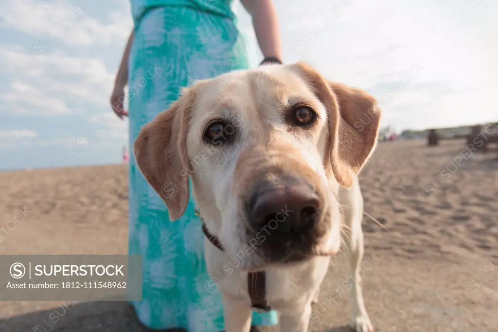 Young woman with visual impairment and her service dog walking along the beach