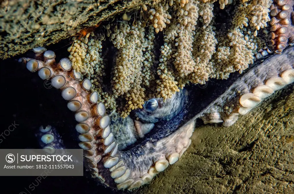 This female Giant Pacific octopus (Enteroctopus dolfleini), or North Pacific giant octopus, is nearing the end of her life. The eggs she has been tend...