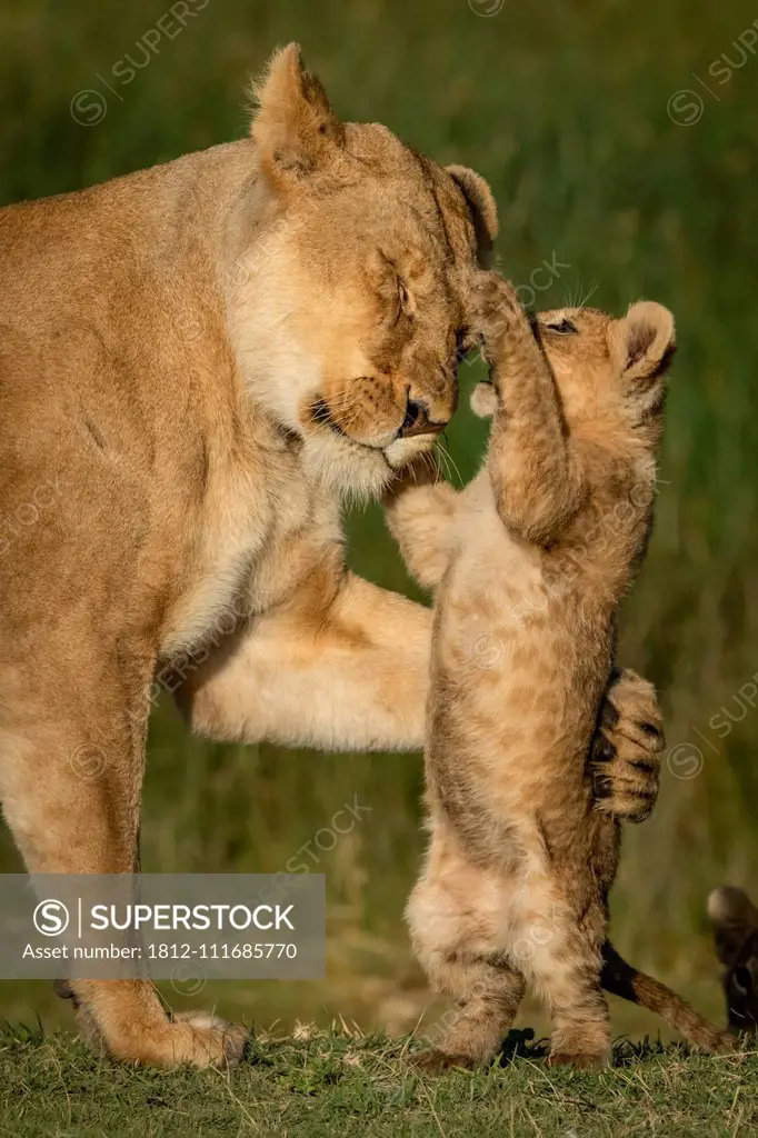 Close-up of lion cub (Panthera leo) on hind legs pawing lioness, Serengeti National Park; Tanzania