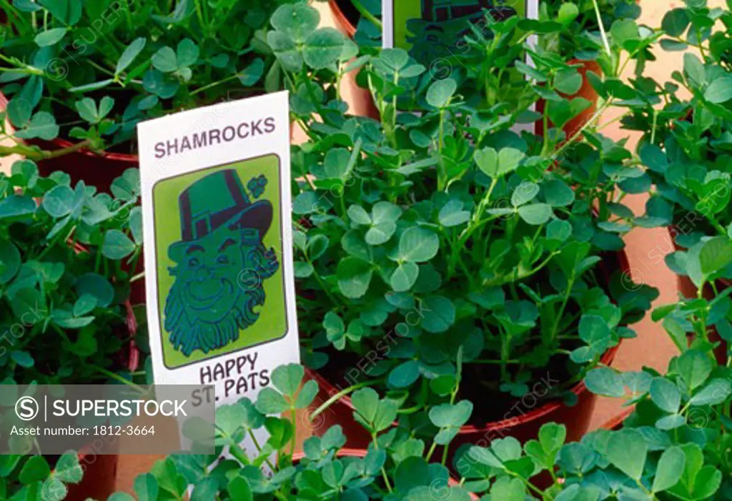 Shamrock Plants, Ireland