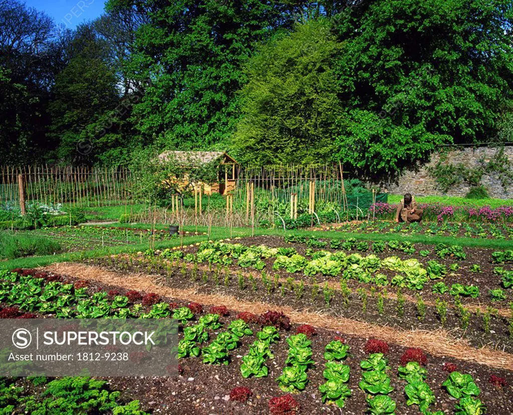 Creagh Gardens, Skibbereen, Co Cork, Ireland, Vegetable beds in a walled garden