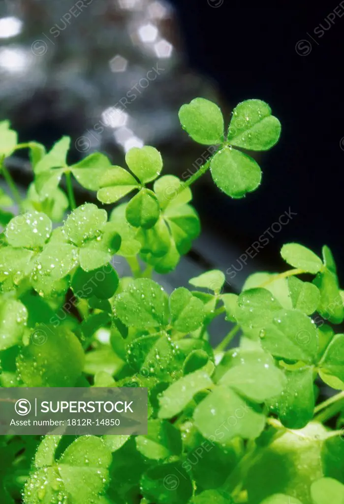 Shamrock, Ireland