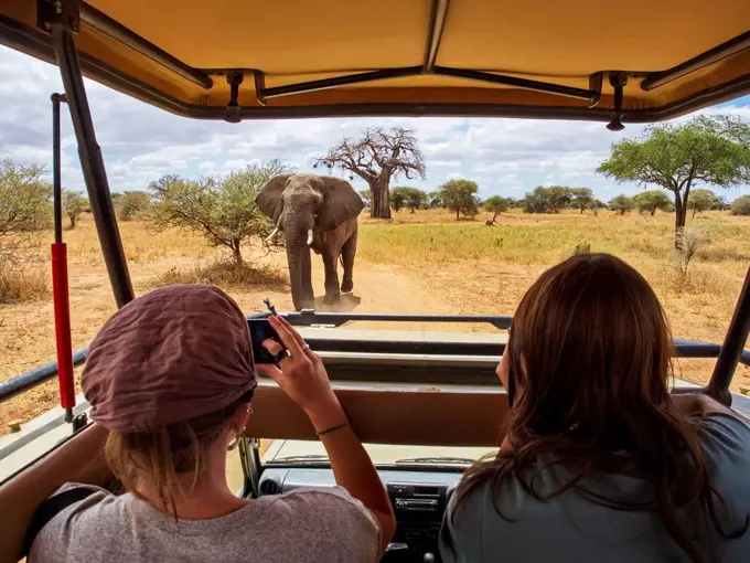 Female tourists view and photograph an African elephant (Loxodonta africana) while sitting in a vehicle on safari, Baobab tree (Andansonia digitata) i...