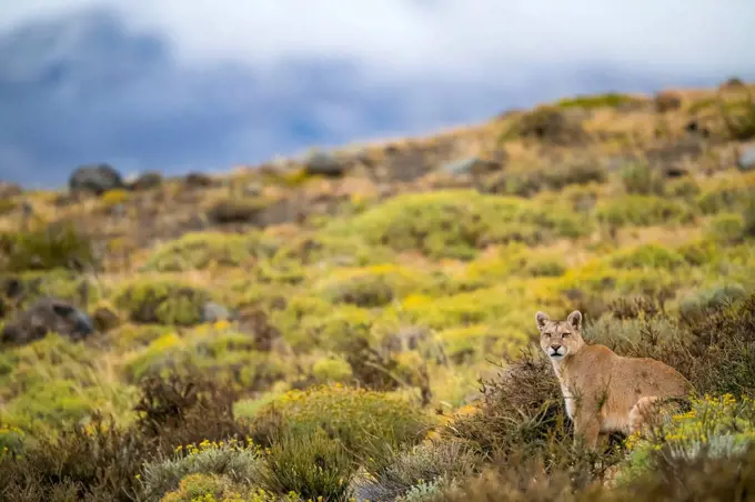 Puma walking through the landscape in Southern Chile; Chile