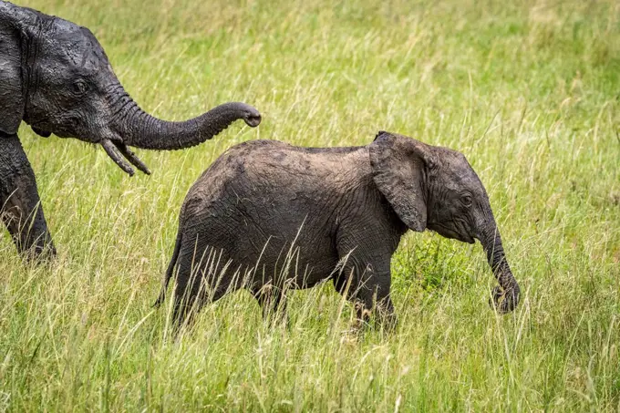 African bush elephant calf (Loxodonta africana) ahead of mother, Klein's camp, Serengeti National Park; Tanzania