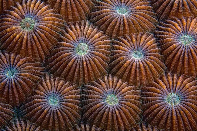 Underwater View Of Round Coral