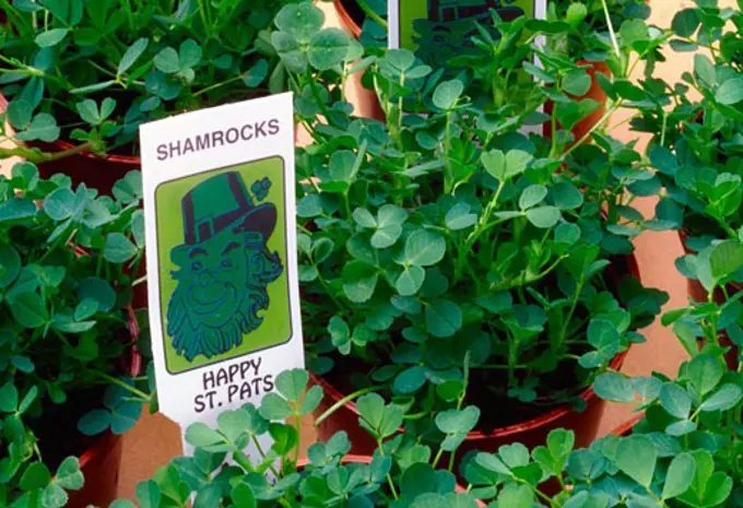 Shamrock Plants, Ireland