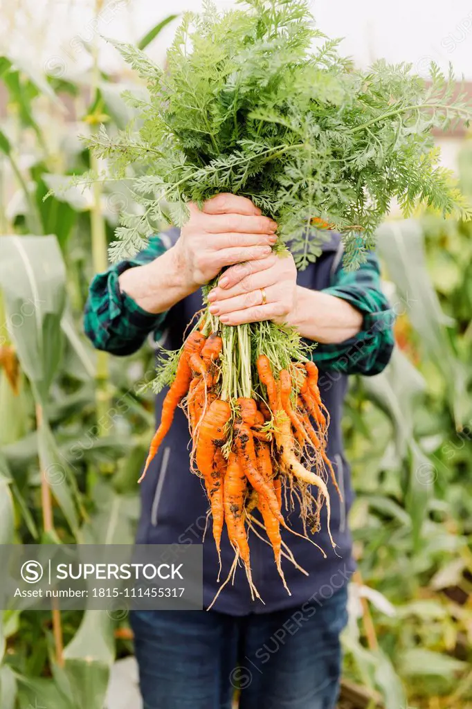 Unrecognizable senior woman holding bunch of harvested carrots