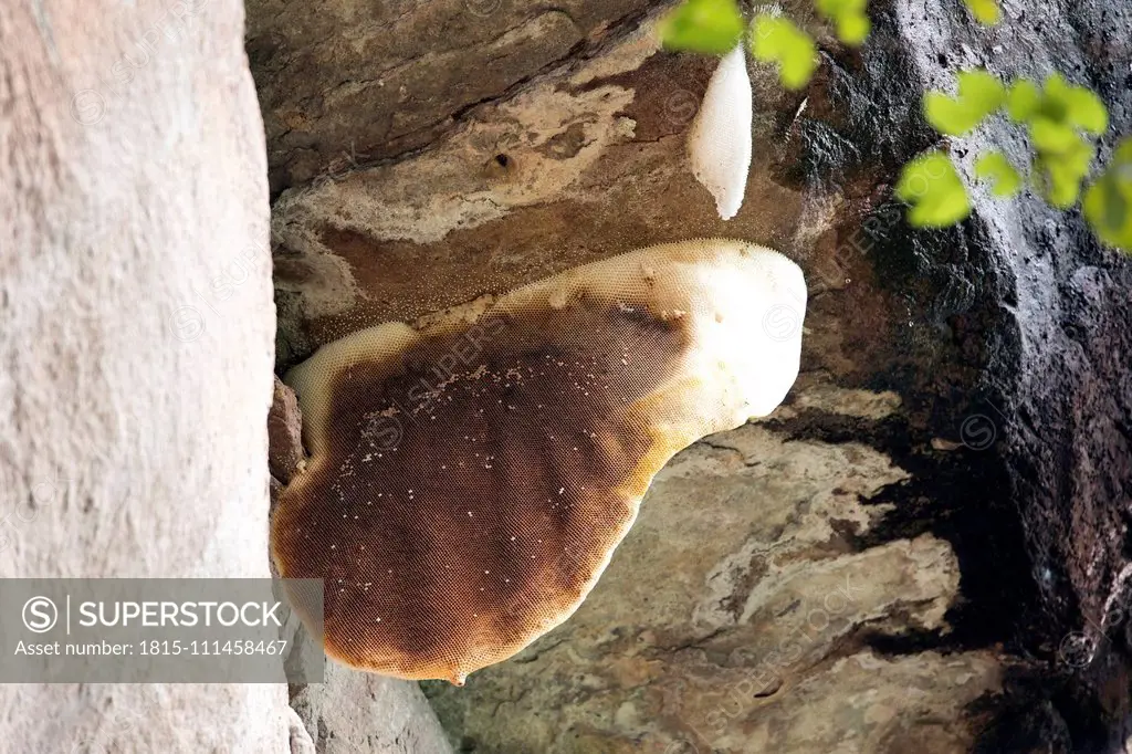 Thailand, Pha Taem National Park, nest of himalayan giant honey bee, Apis laboriosa, bee gum on rock