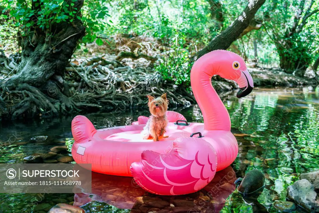 Yorkshire terrier floating on water on an inflatable flamingo