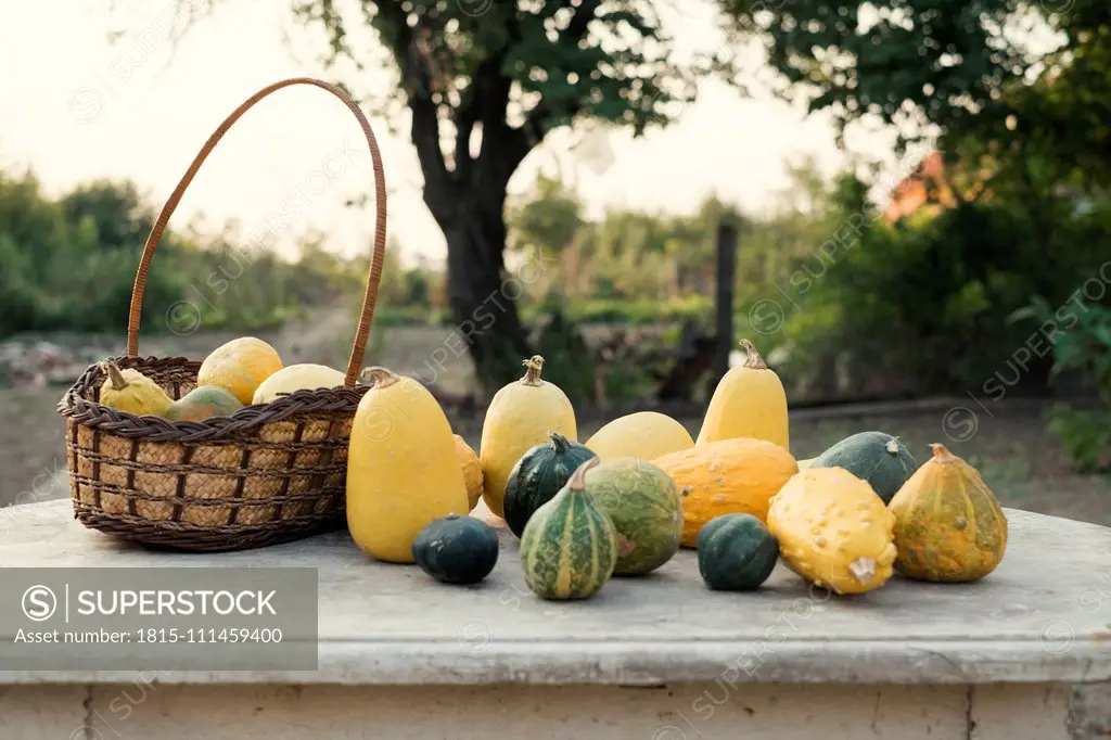 Autumn pumpkins on a wooden table in the garden