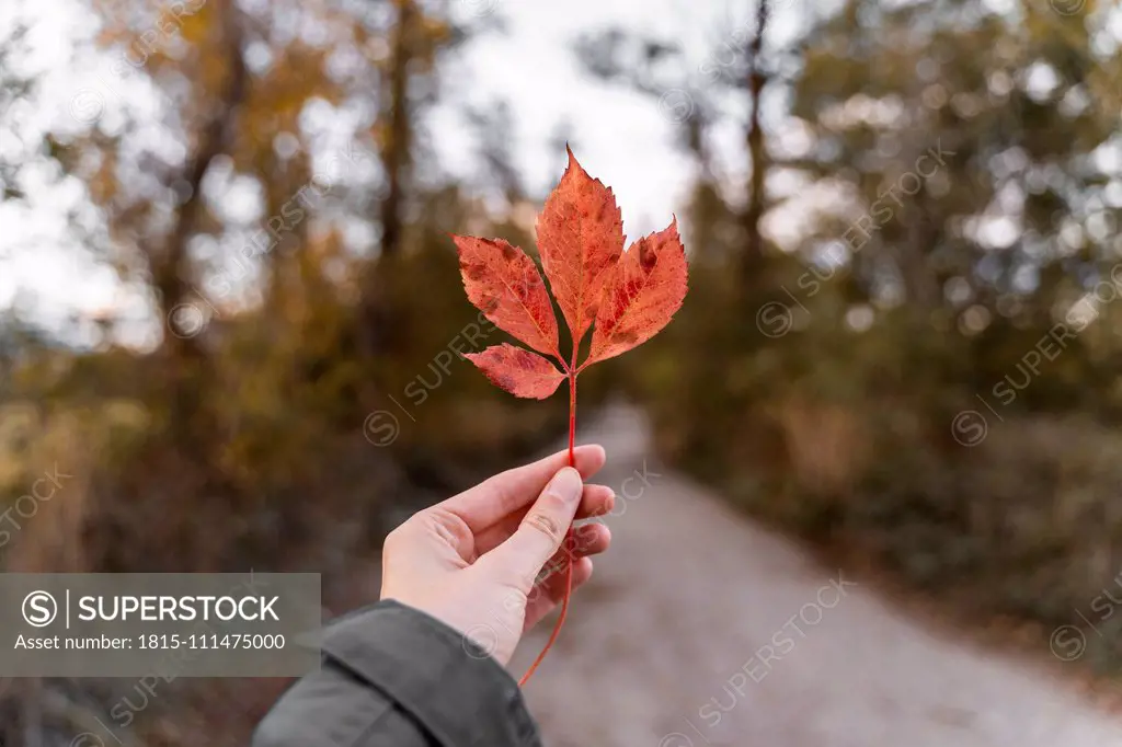 Woman holding an autumn leaf outdoors