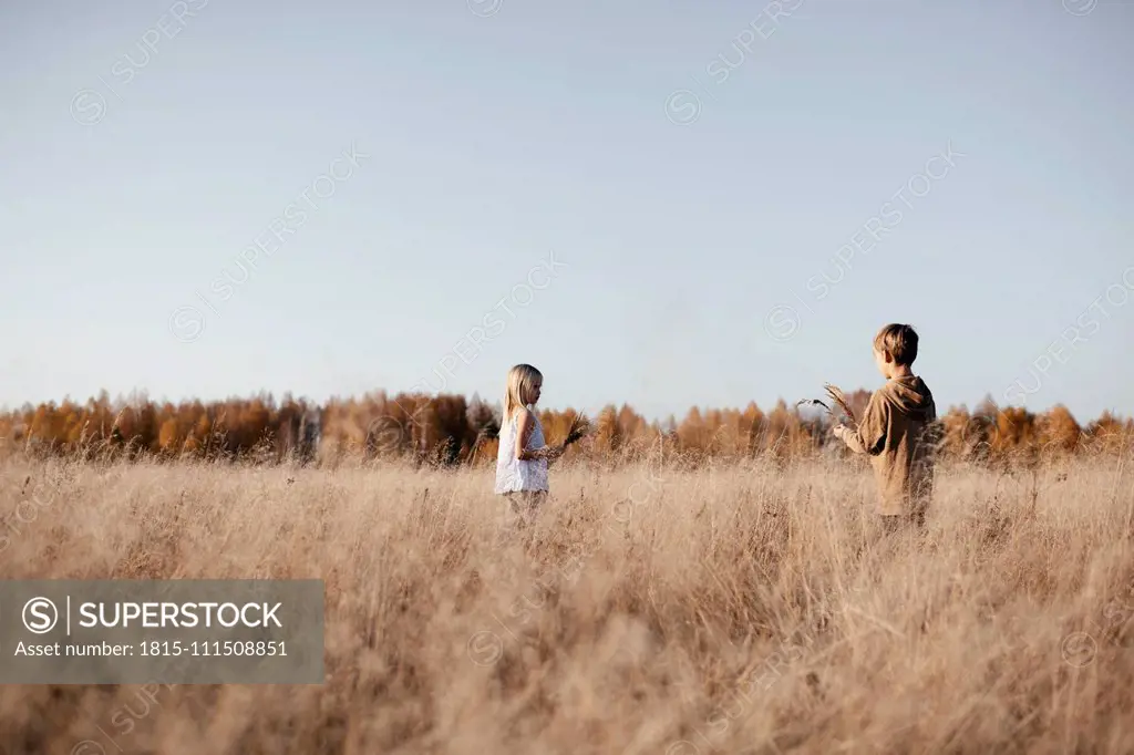 Sibblings collecting grasses on autumnal meadow