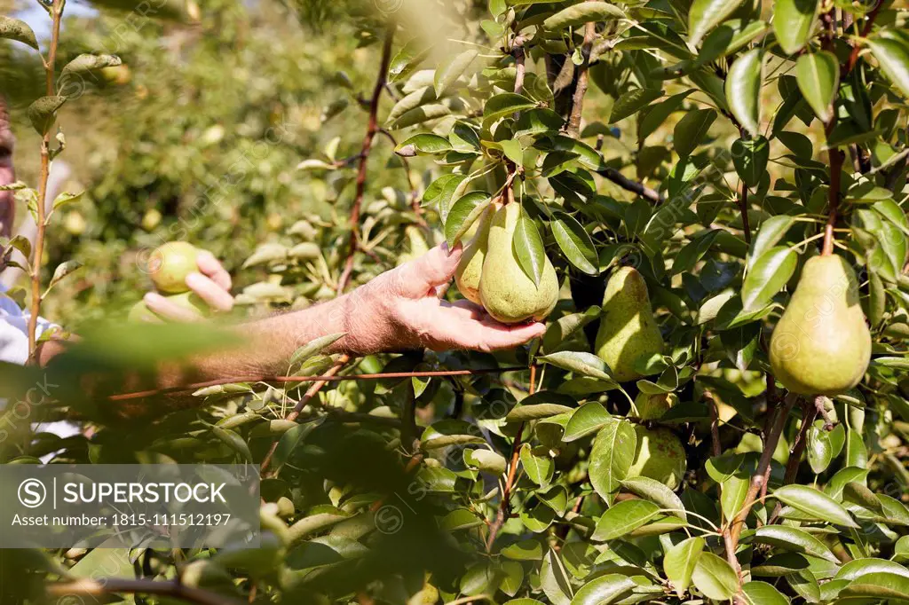 Organic farmer harvesting williams pears