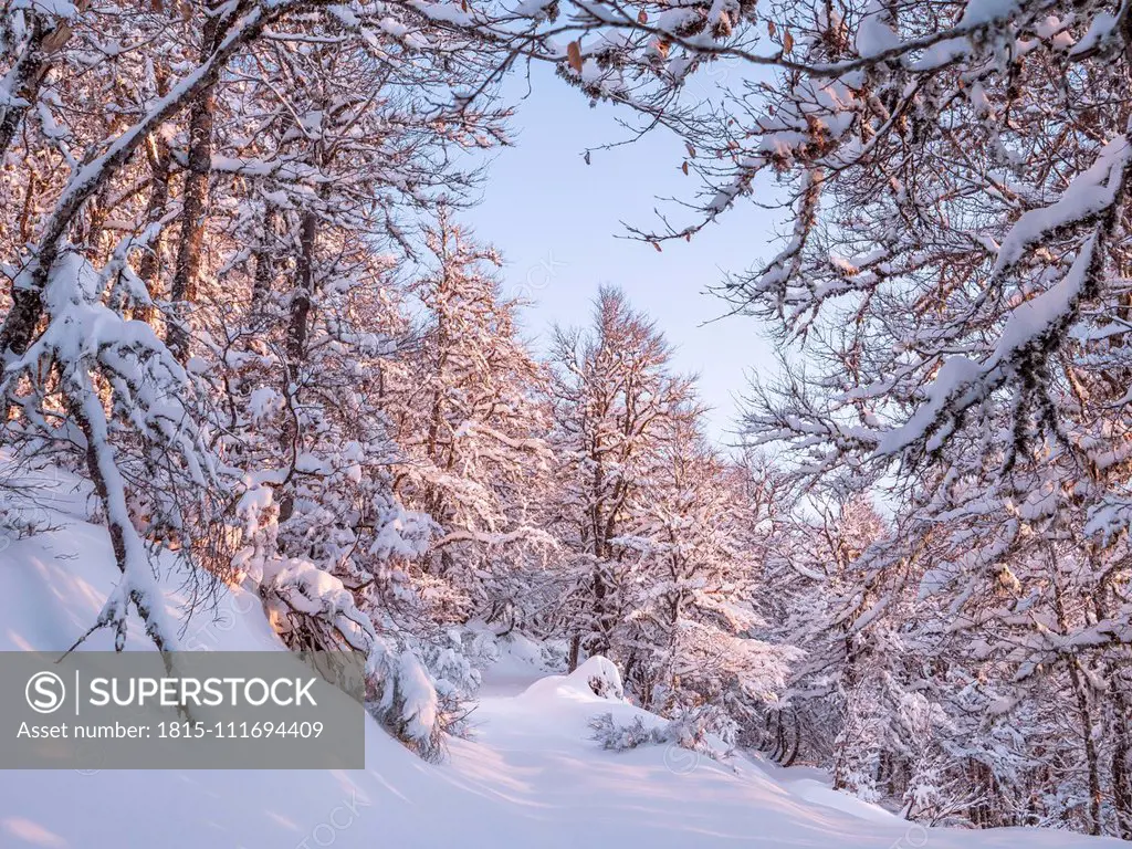 Spain, Asturia, Picos de Europa, Mirador De Piedrashistas, mountain forest in winter