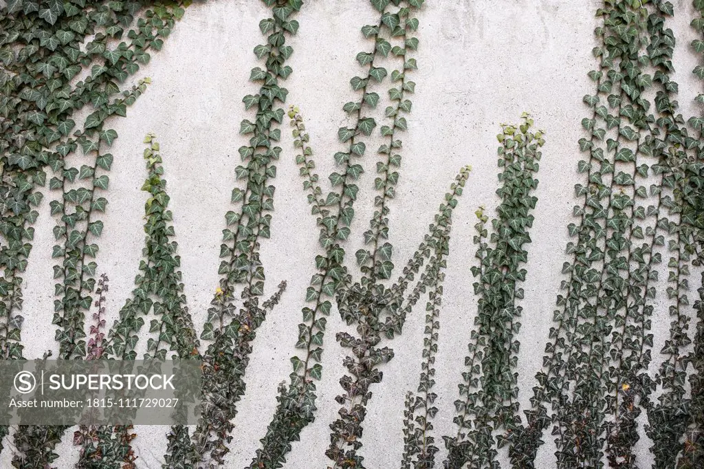 Ivy growing on concrete wall