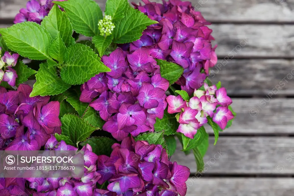 Bouquet of purple hydrangeas