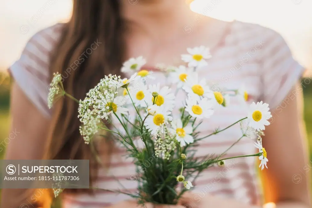 Woman holding bunch of picked white wildflowers, close-up