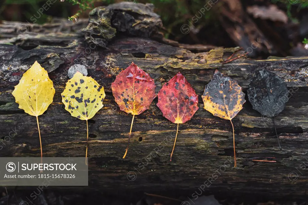 Row of various wet autumn leaves on dead wood