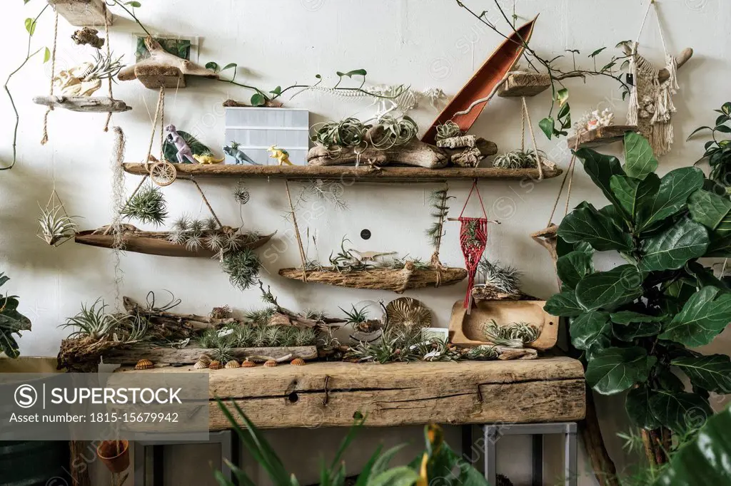 Assortment of plants and decoration in a showroom