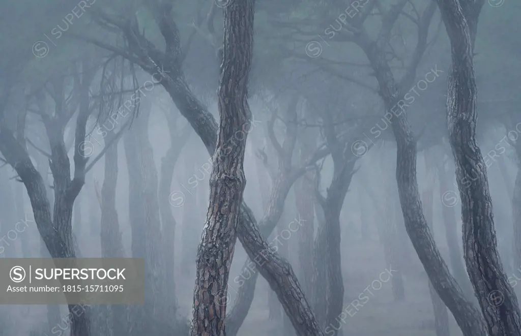 Spain, Valladolid,¶ÿBare trees in foggy pine forest