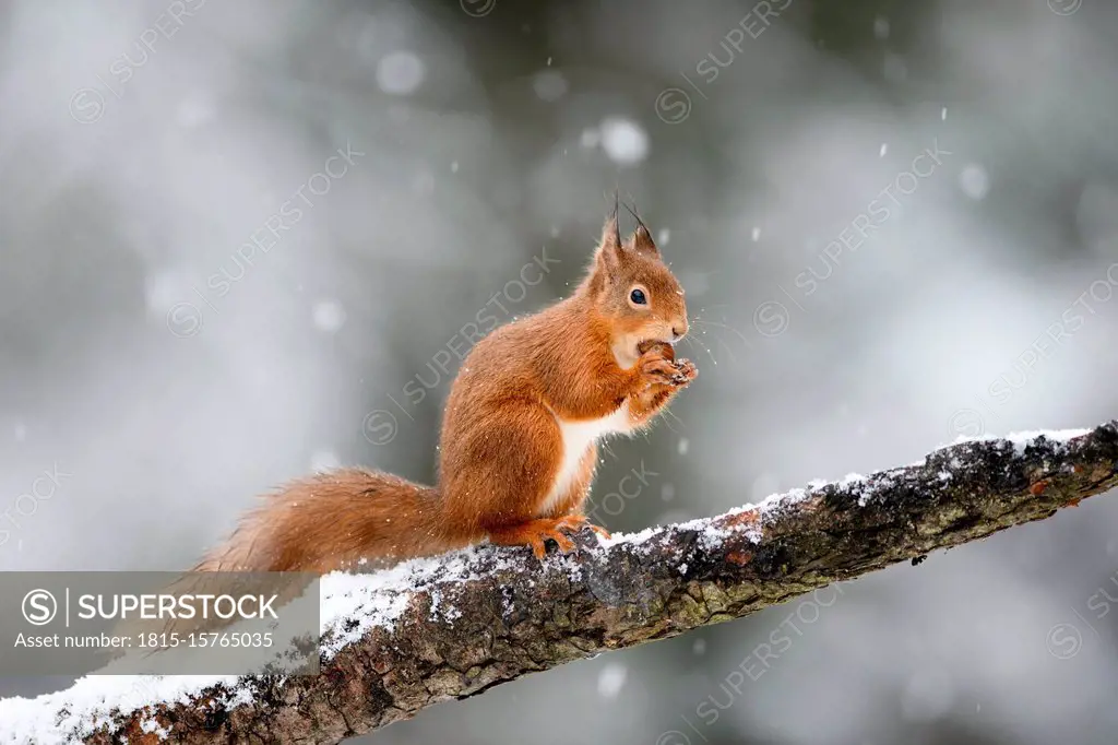 UK, Scotland, Red squirrel¶ÿ(Sciurus¶ÿvulgaris)¶ÿfeeding on tree branch in winter