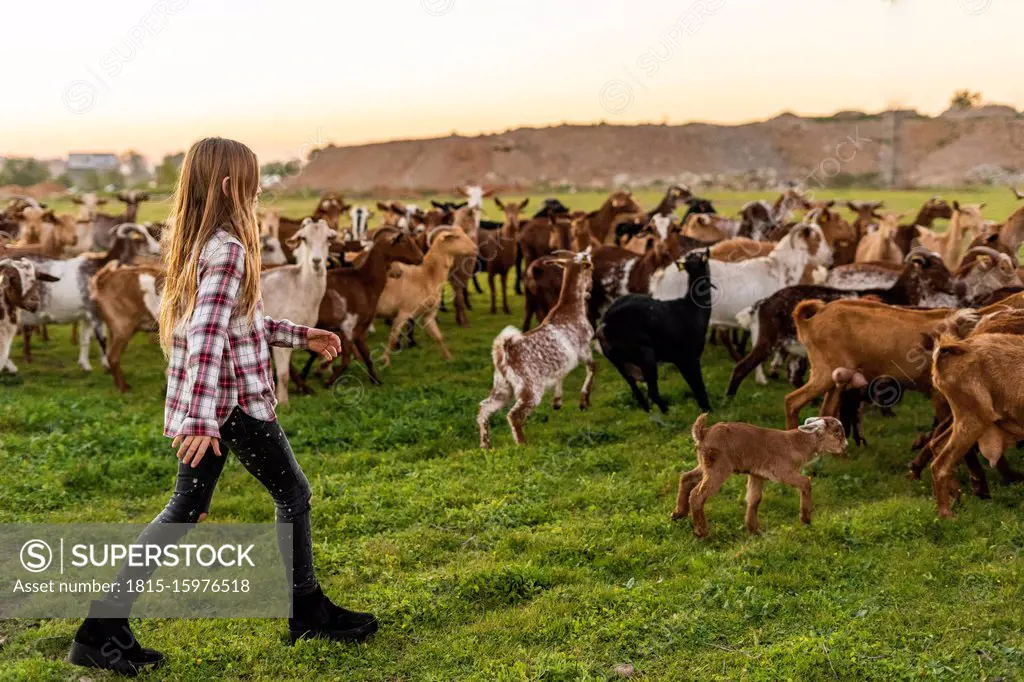 Girl herding a goat herd