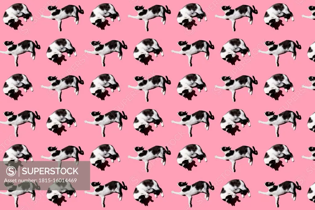 Pattern of black and white cat lying against pink background