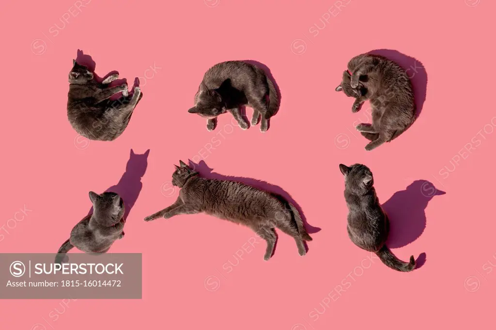 Studio shot of Russian Blue cats against pink background