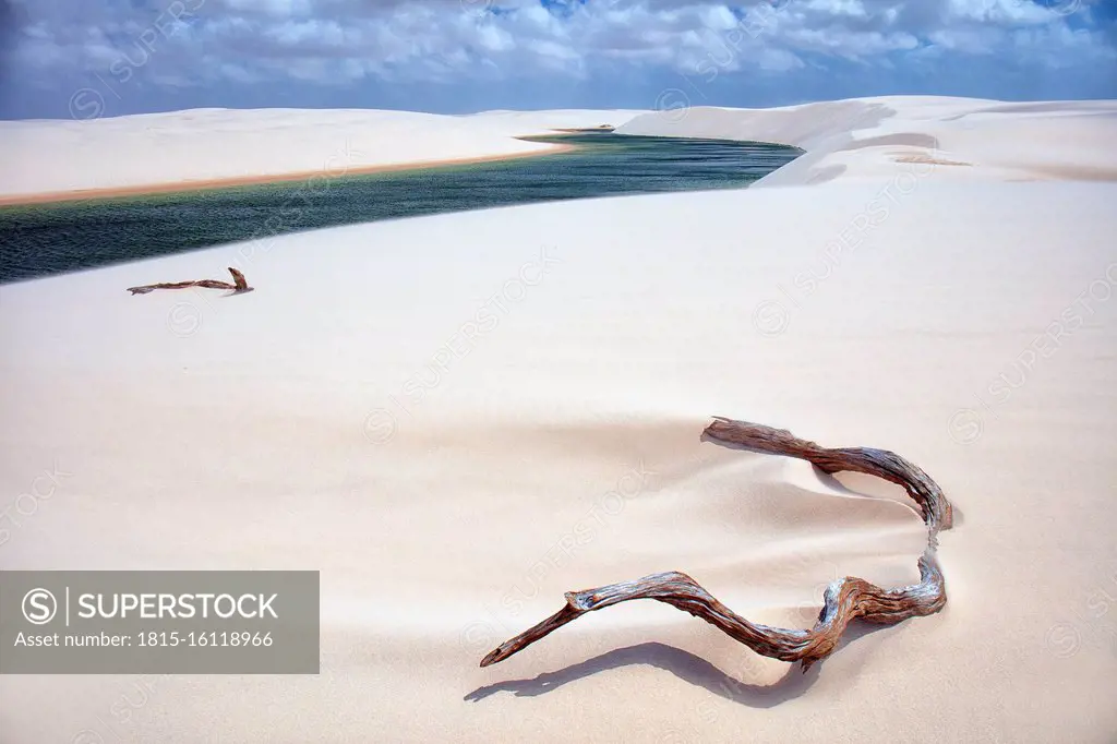 Deadwood and rainwater lagoons in white dunes, Lencois Maranhenses National Park, Brazil