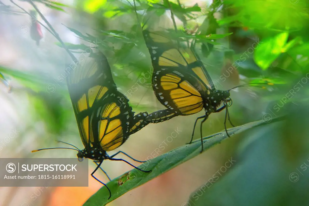 Two Dircenna dero butterflies on a leaf, Iguazu, Brazil