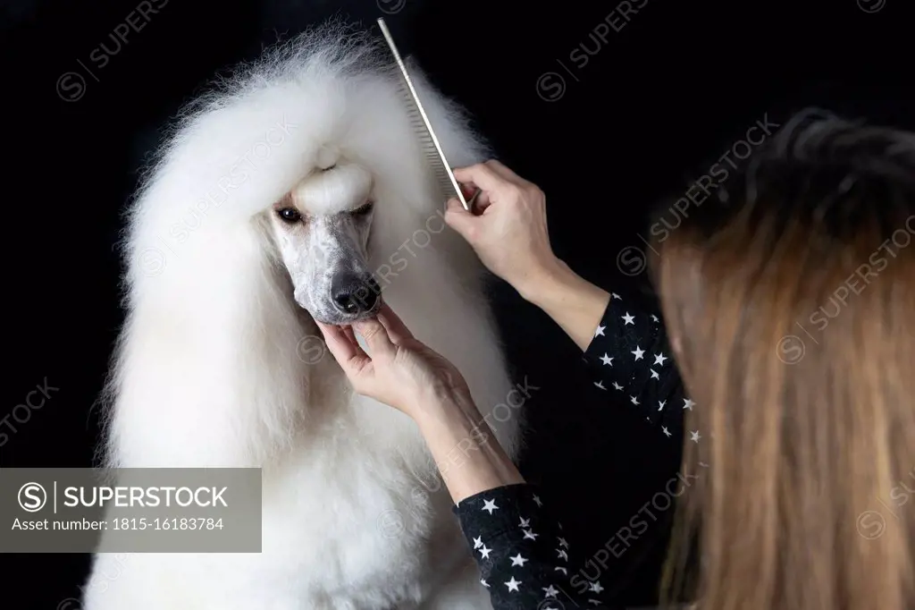 Crop view of woman combing white Standard Poodle against black background