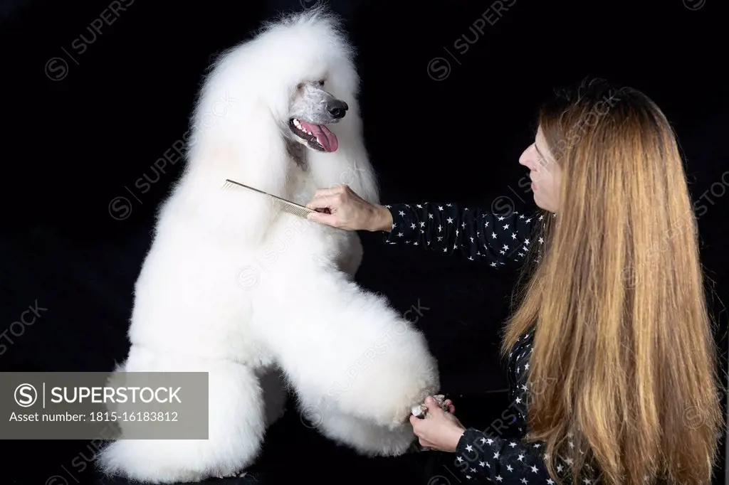 Woman combing white Standard Poodle against black background