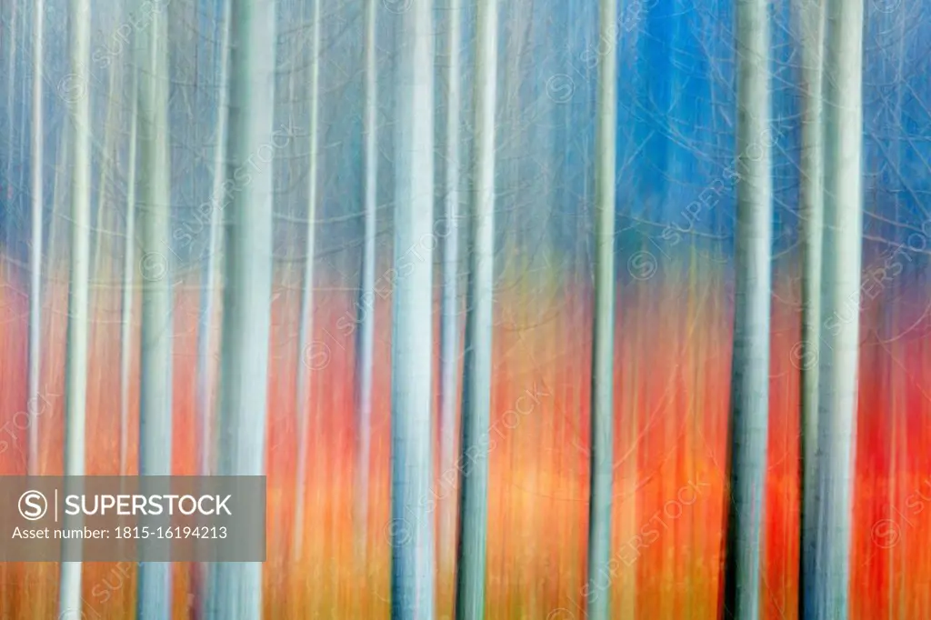 Spain, Province of Cuenca, Canamares, Reeds growing in autumn birch forest