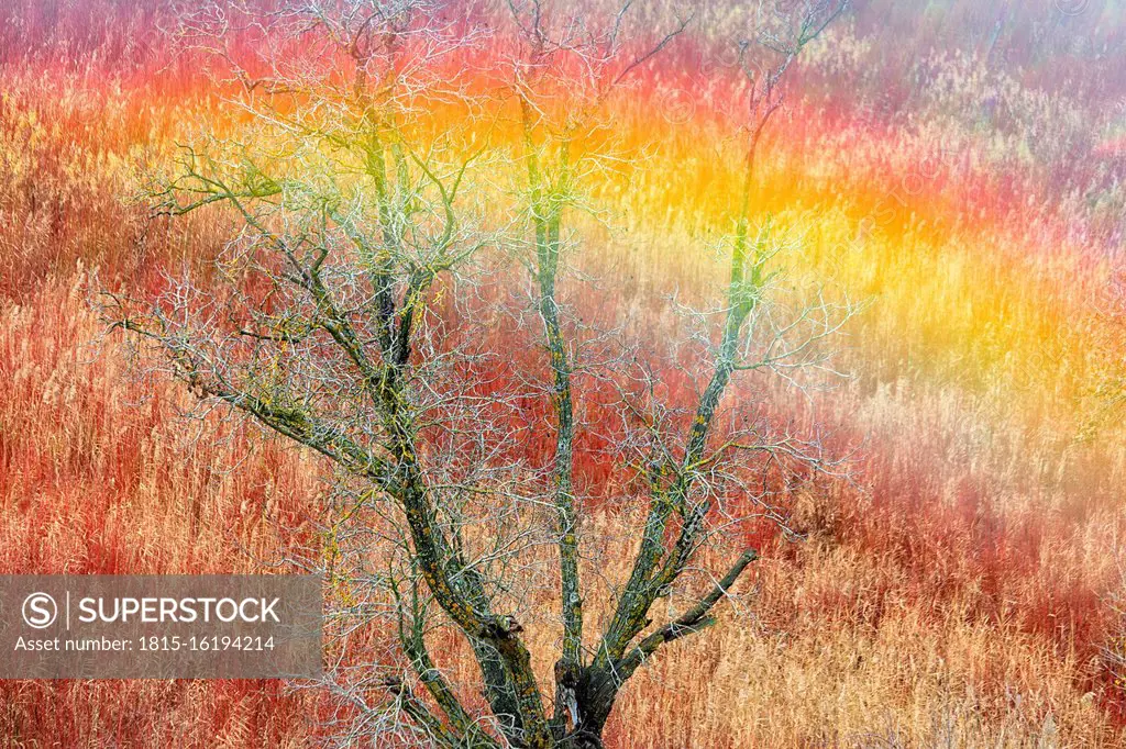 Spain, Province of Cuenca, Canamares, High angle view of bare tree standing in autumn reed field