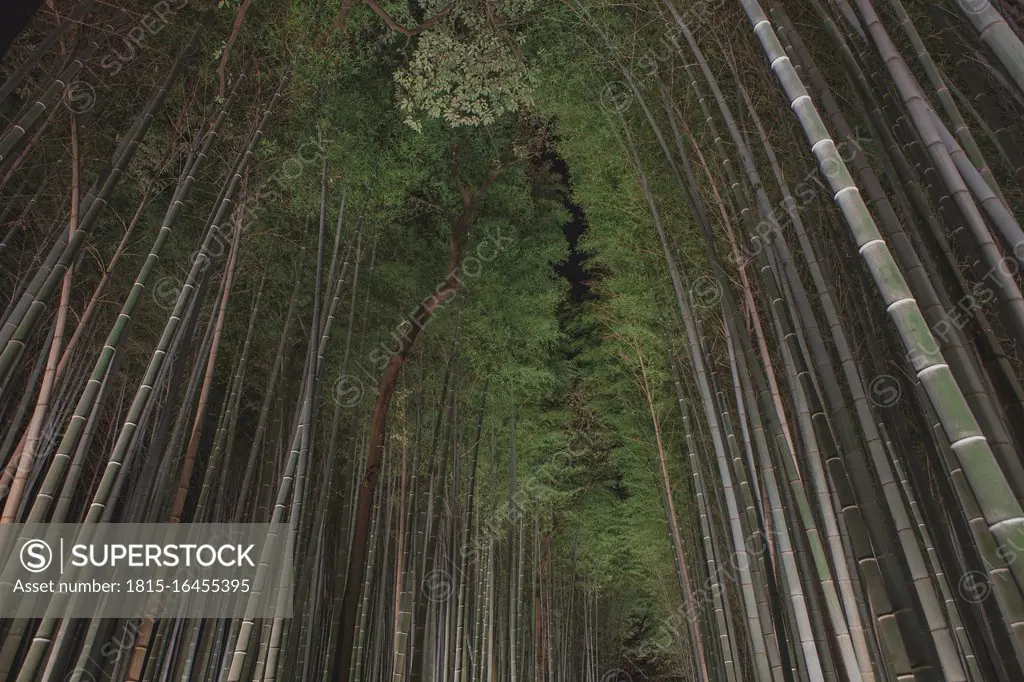 Japan, Kyoto, Arashiyama, illuminated bamboo grove at night