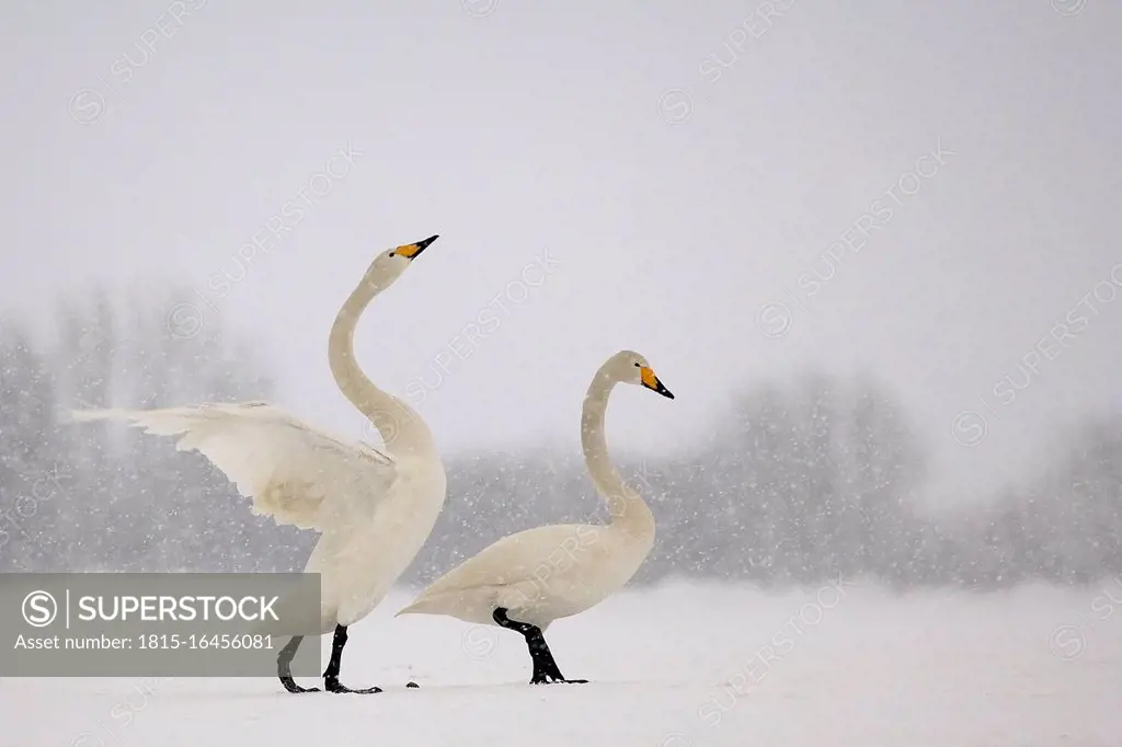 Germany, Schleswig-Holstein, Whooper swans, Cygnus cygnus