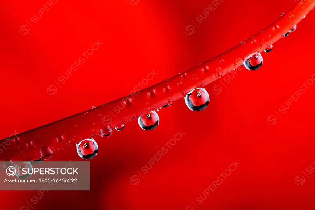 Water drops with reflection hanging at stem of red amaryllis, Amaryllidaceae