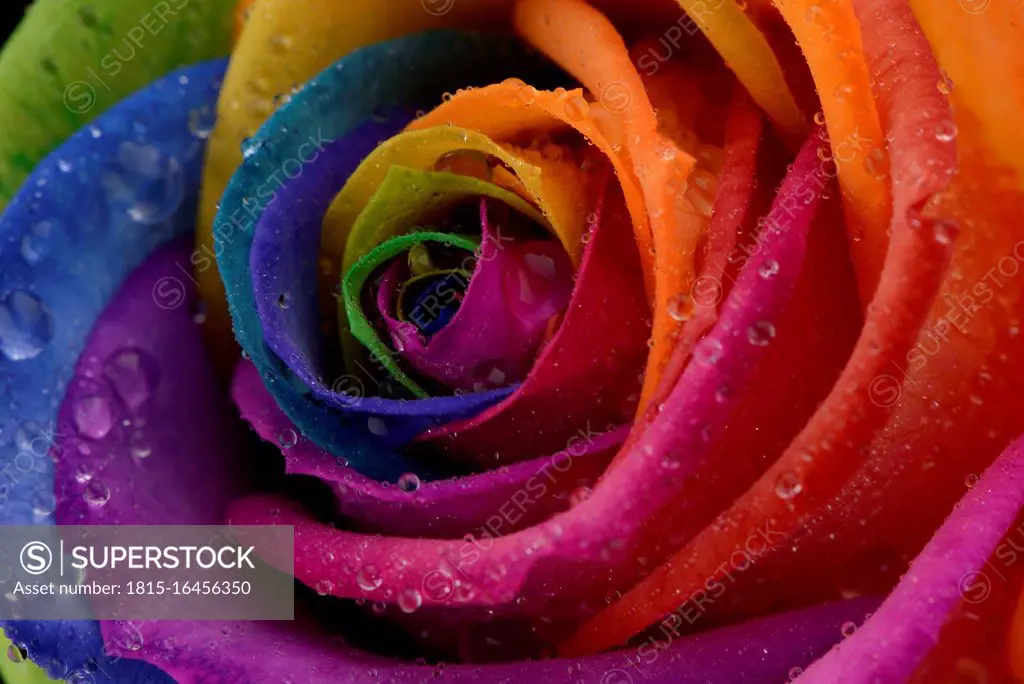 Blossom of prismatic coloured rose, Rosa, partial view